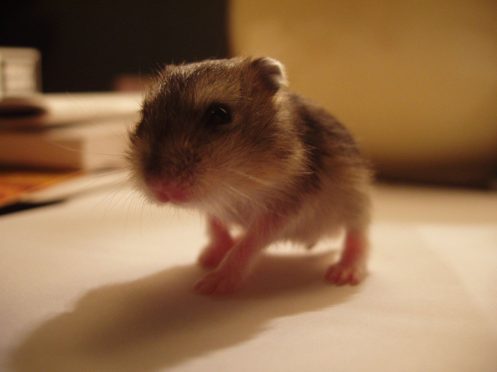 hamster bebe