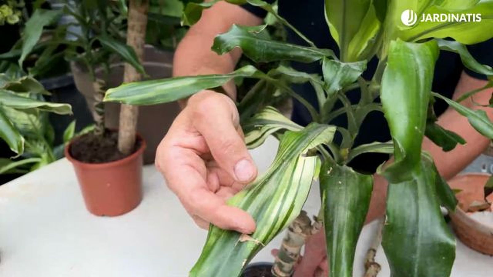 problema en las hojas del tronco de brasi jardinatis 23 37
