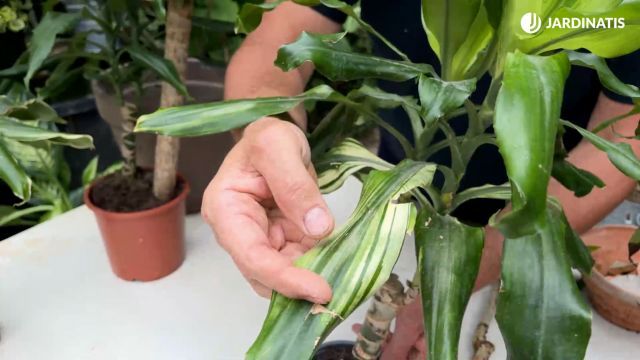 problema en las hojas del tronco de brasi jardinatis 23 37