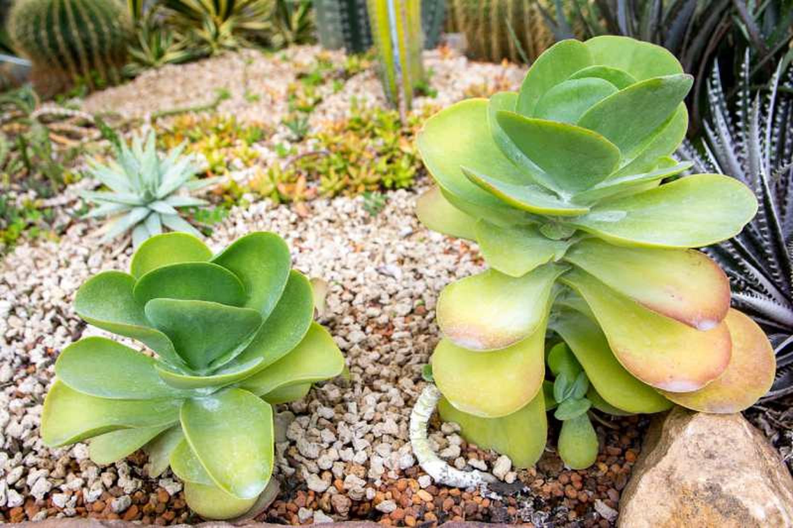 Kalanchoe thyrsiflora.