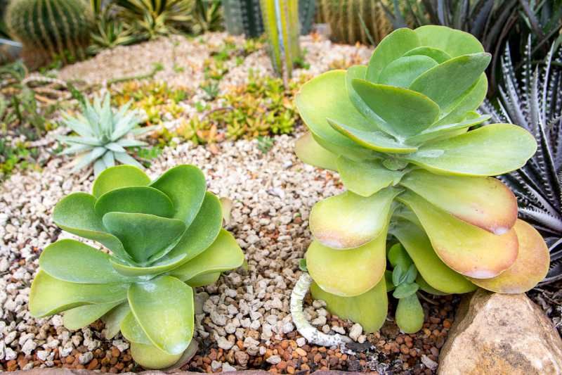 Kalanchoe thyrsiflora.