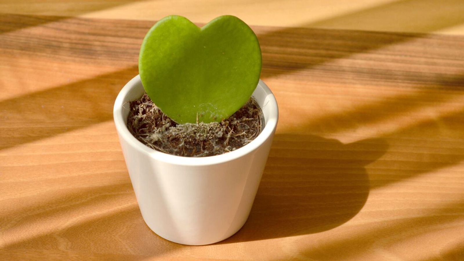 caracteristicas cuidados hoya kerrii