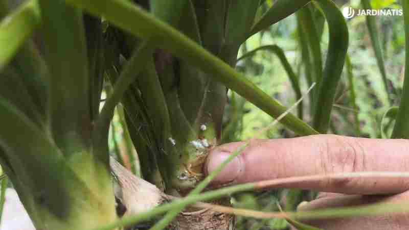 Planta nolina