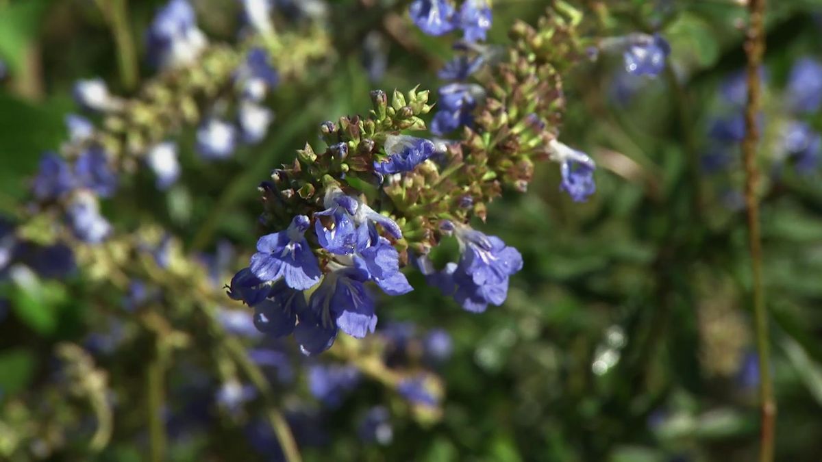 deco 625 Salvia uliginosa floracion