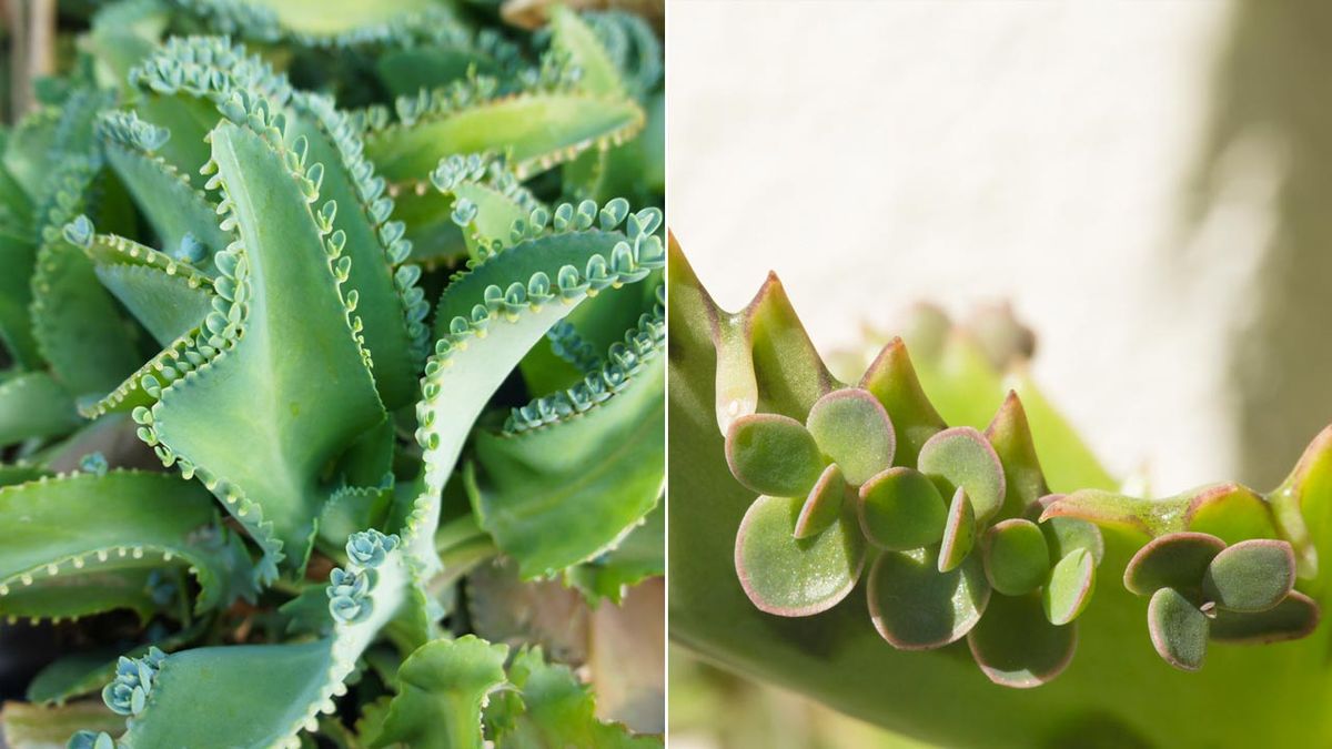 kalanchoe daigremontiana caracteristicas