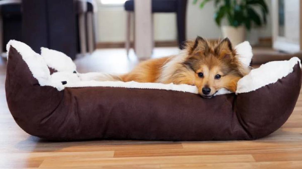 camas antiestres para perros 5 (1)