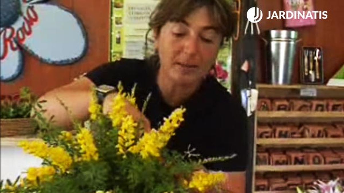 genista arbusto hoja caduca