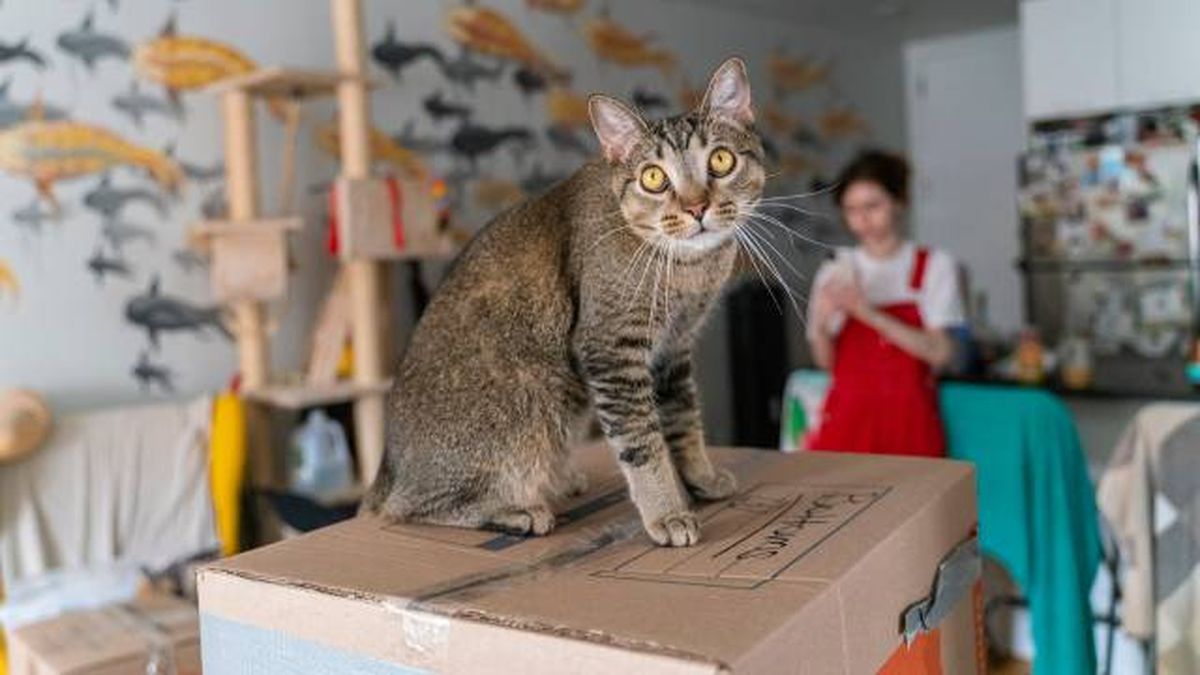 alquiler vivienda con mascotas gatos consejos