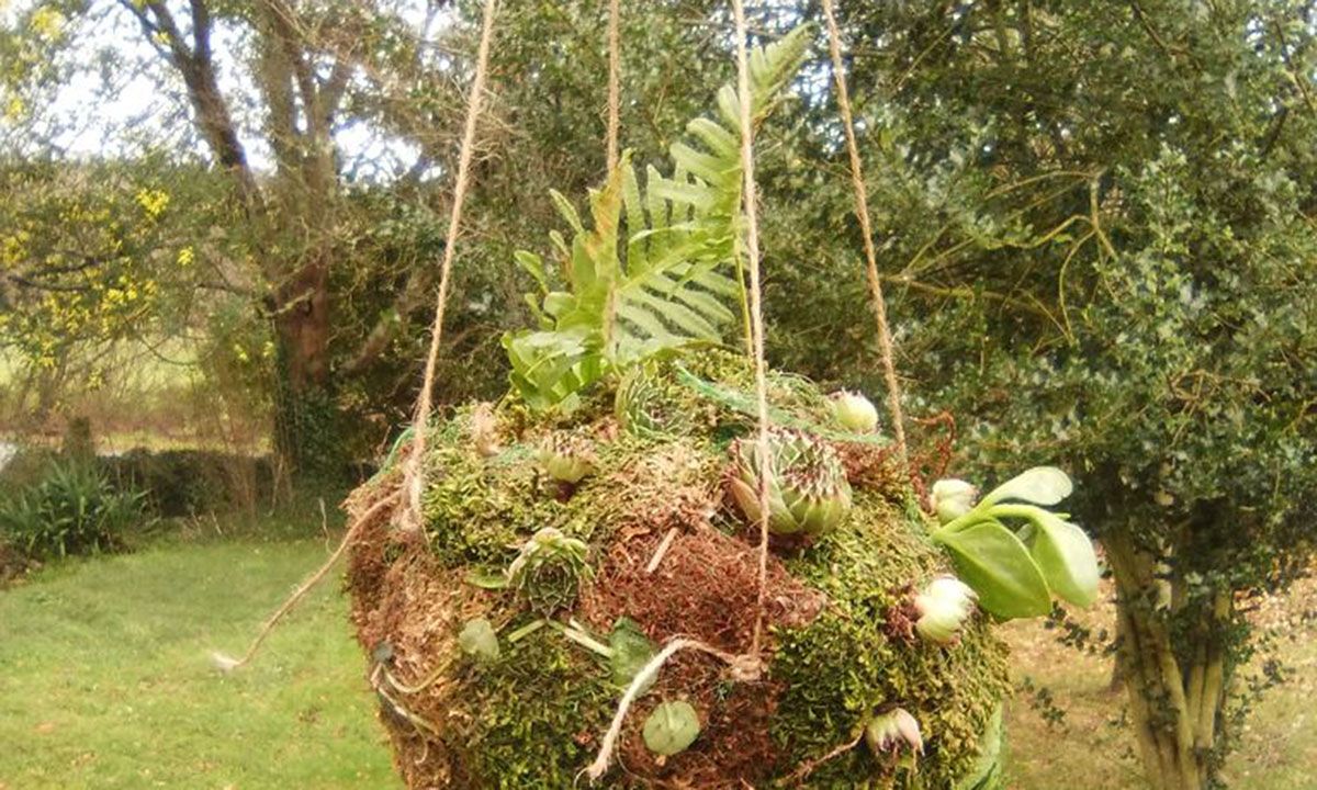 kokedama con helechos