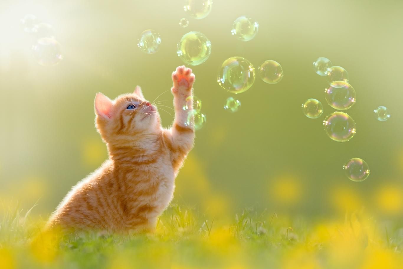 Los pomperos de catnip son muy divertidos para cachorros.
