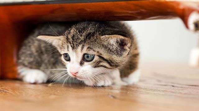 gato asustado