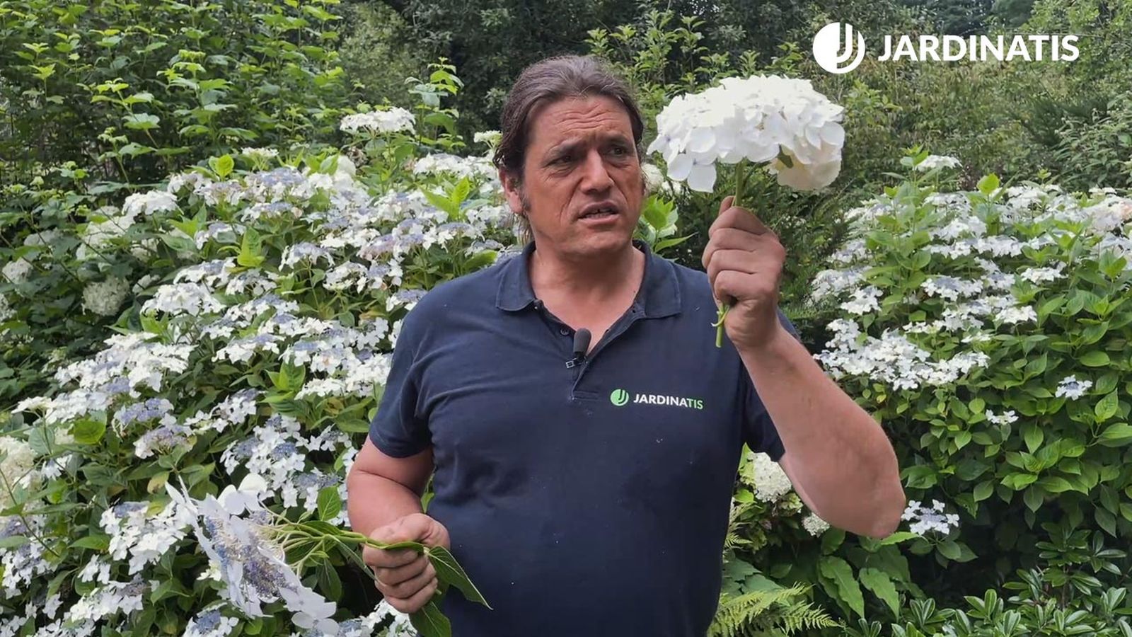 hortensia lacecap origen de la hortensia clasica xl jardinatis