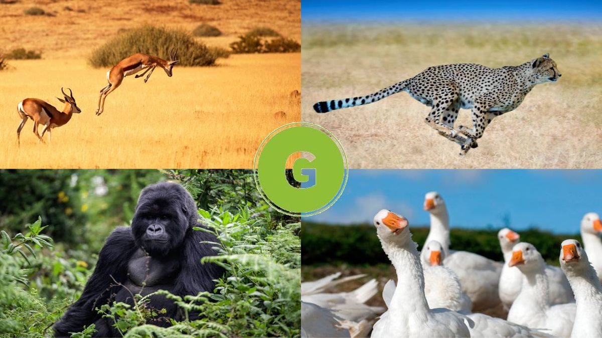 animales que empiezan por g