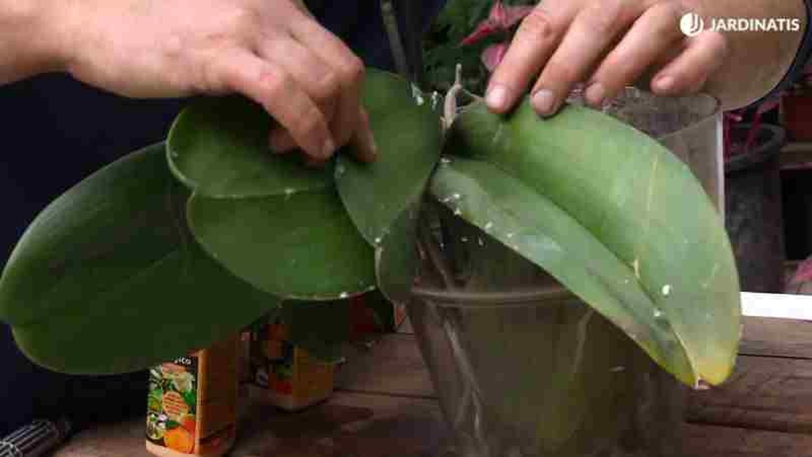 Hojas de orquídea