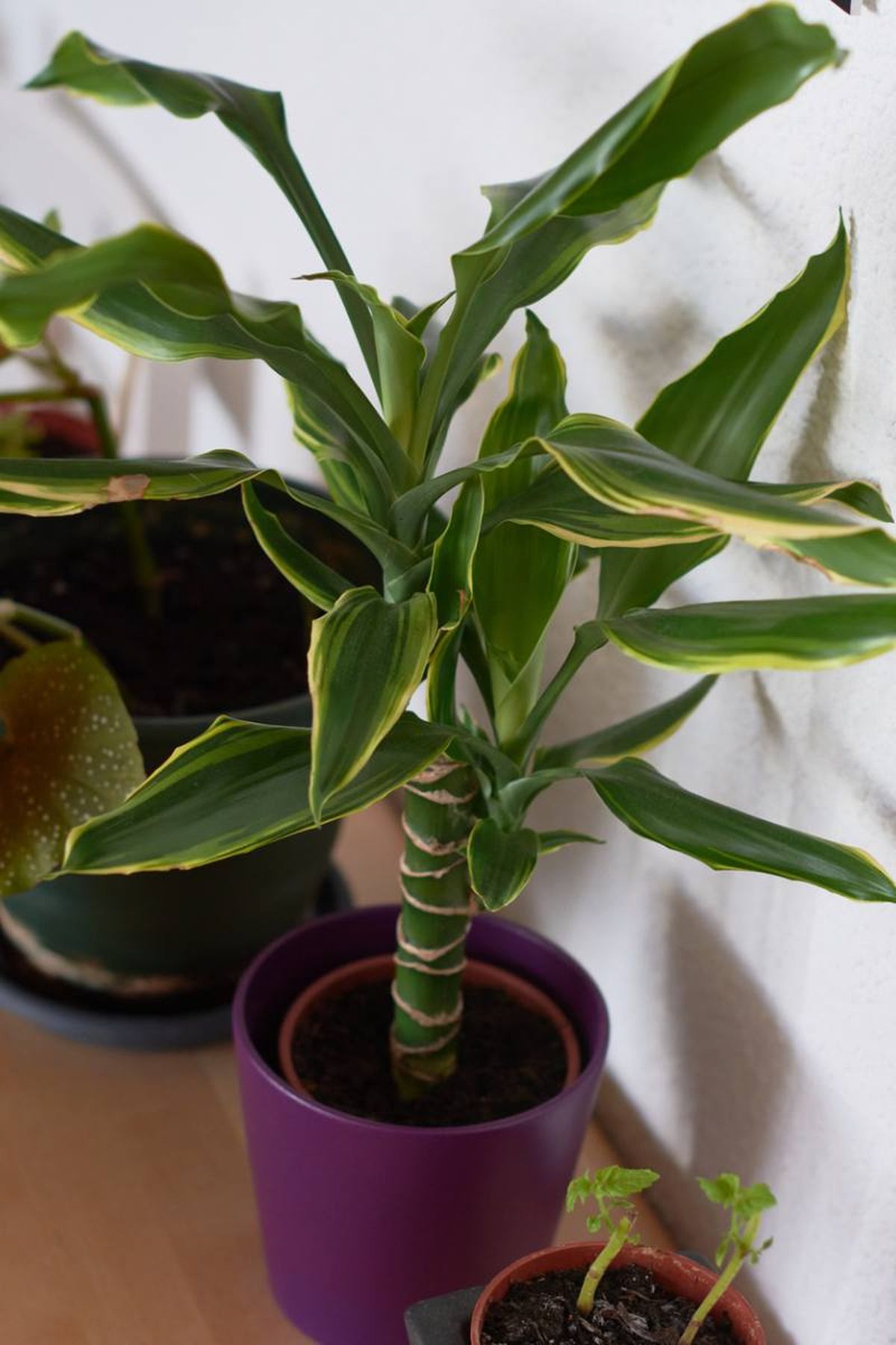 Dracaena fragans o tronco de Brasil