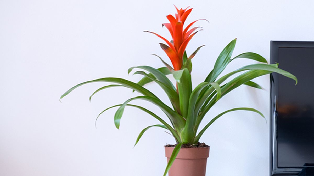 cuidados caracteristicas guzmania planta flor