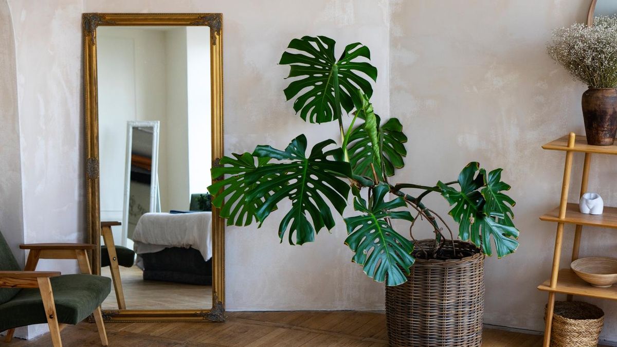 Recibidor con espejo grande con una Costilla de Adán.