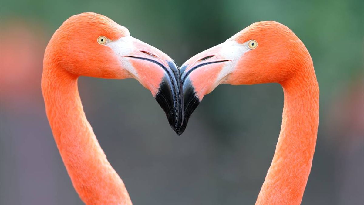 diversidad sexual animal xl