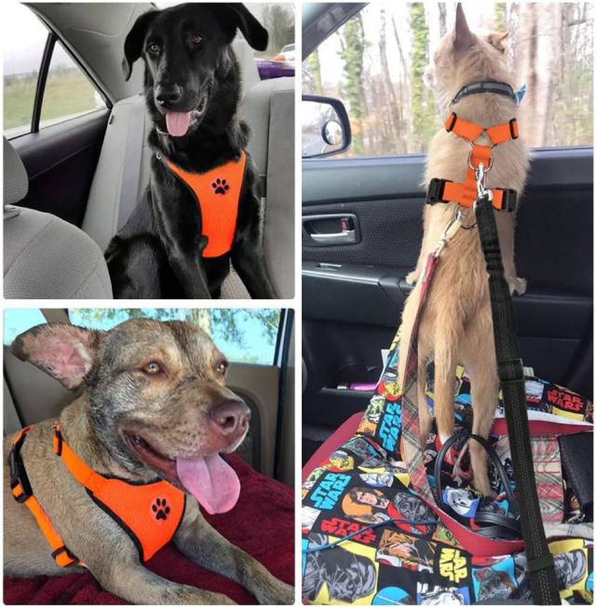 arnes y cinturon seguridad coche viajar con perros