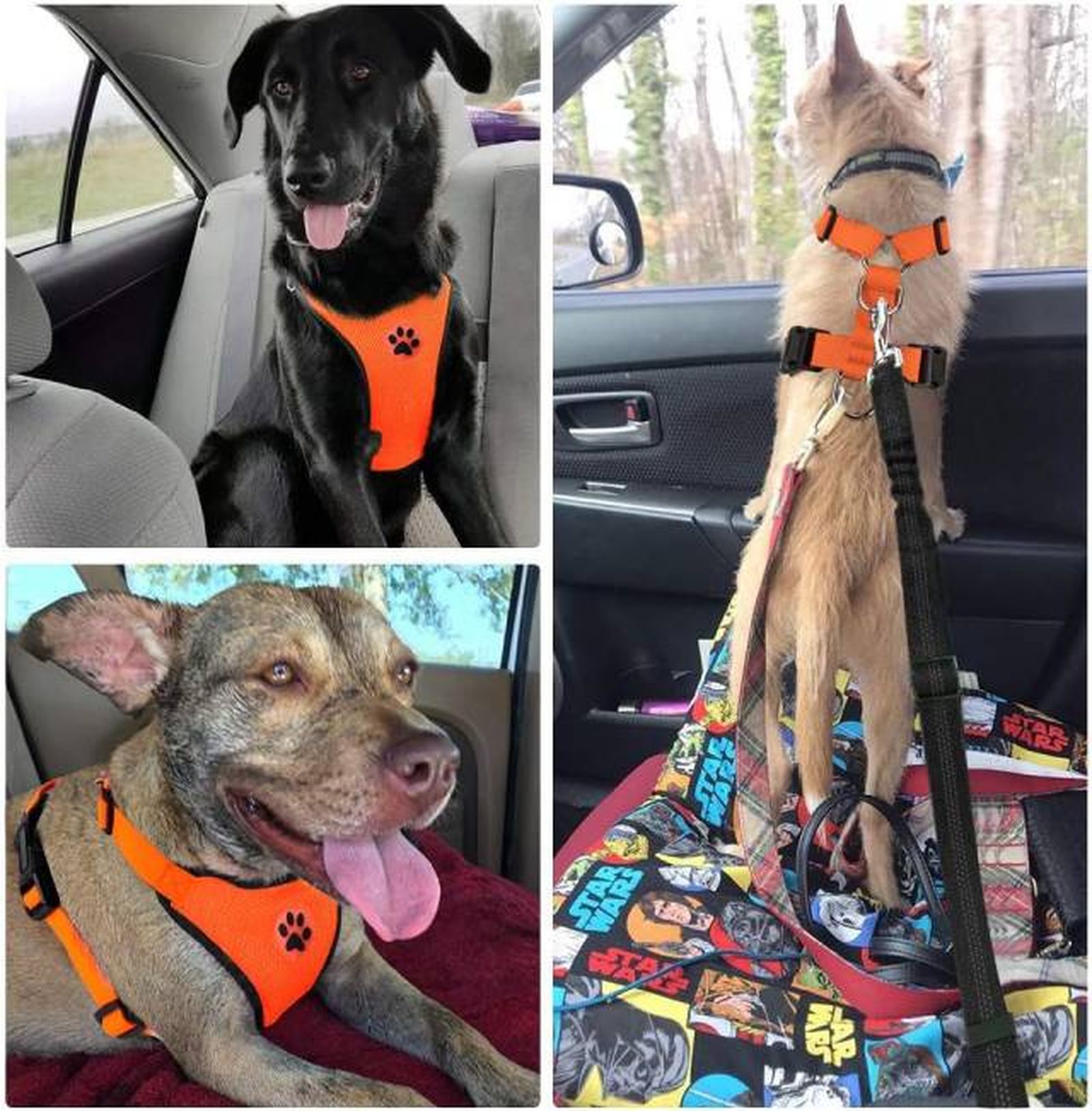 arnes y cinturon seguridad coche viajar con perros