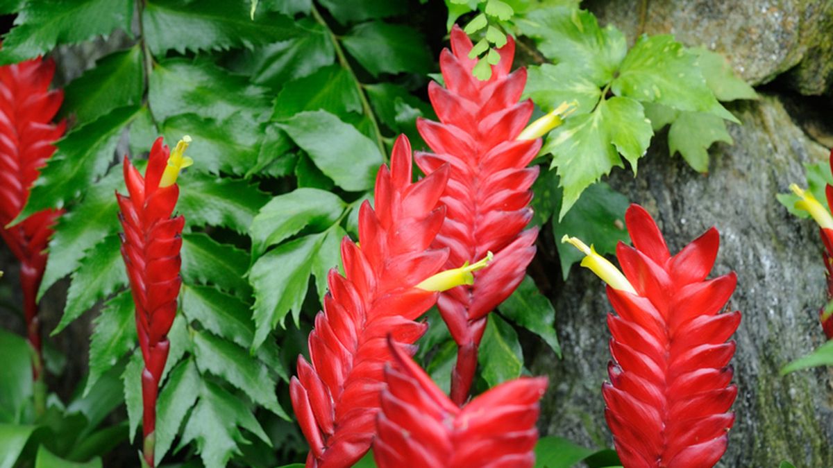 Vriesea planta interior color rojo
