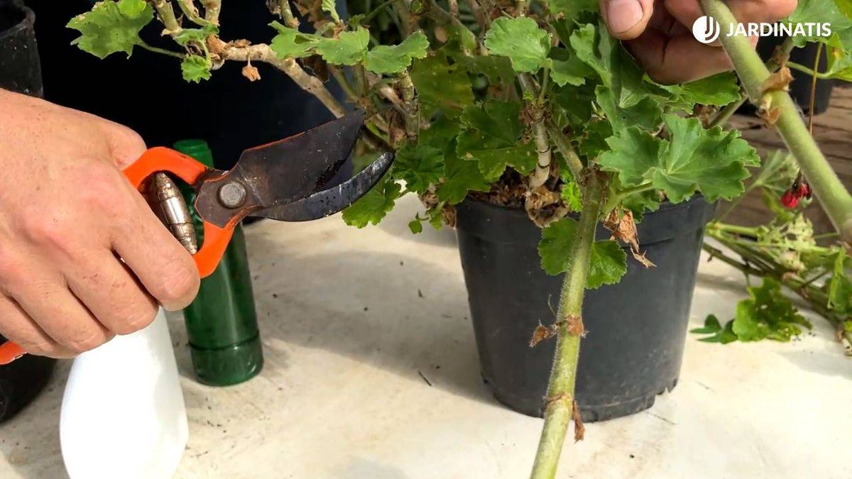 como cuando podar geranios jardinatis xl