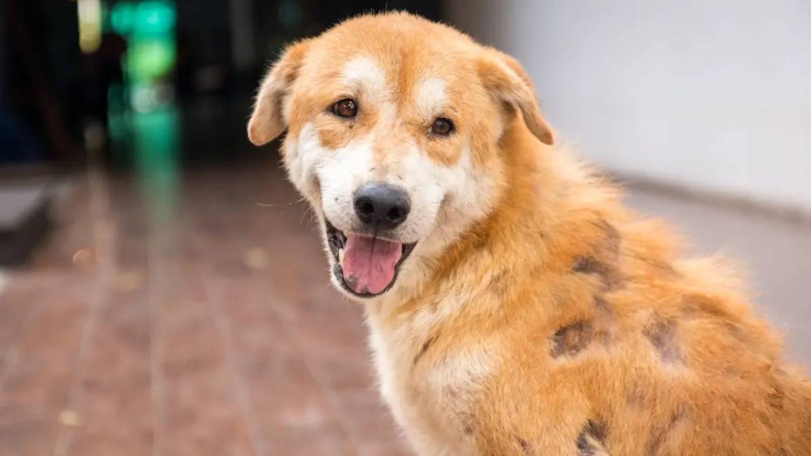 tina en perros 8 (1)