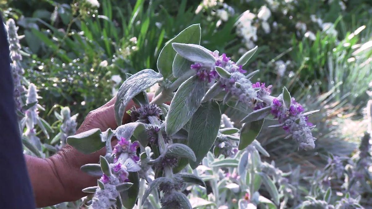 deco 774 jardin stachys lanata byzantina complemento decorativo