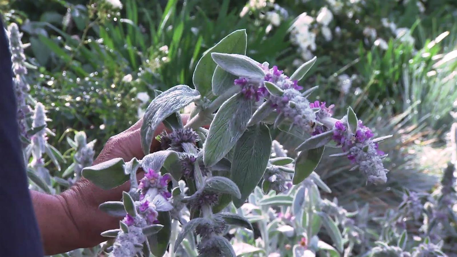deco 774 jardin stachys lanata byzantina complemento decorativo