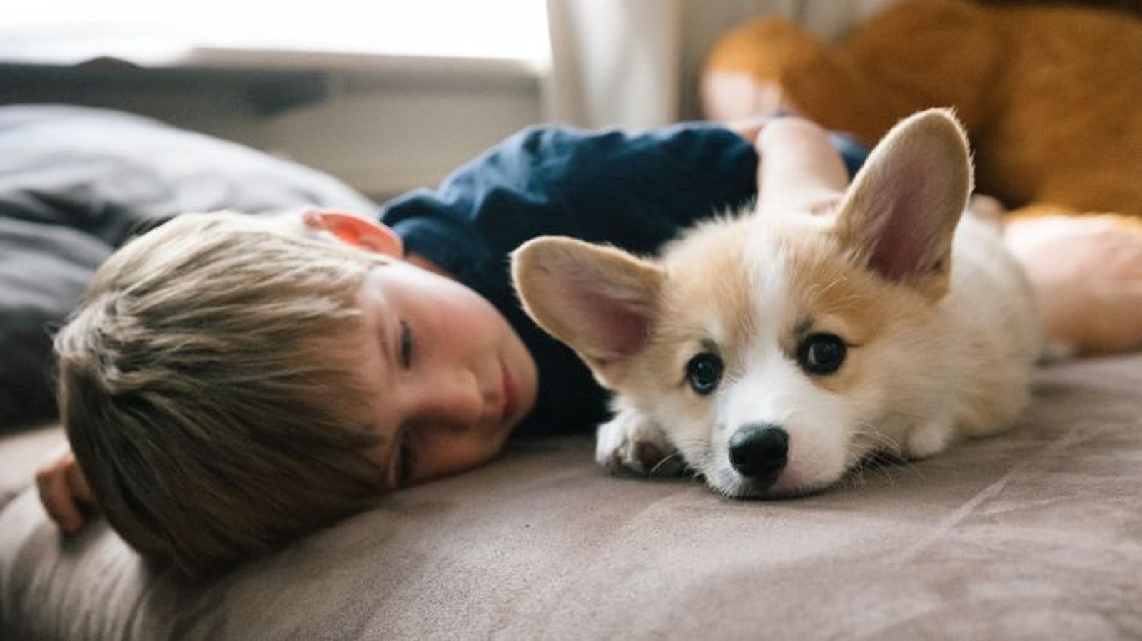 corgi gales de pembroke 6