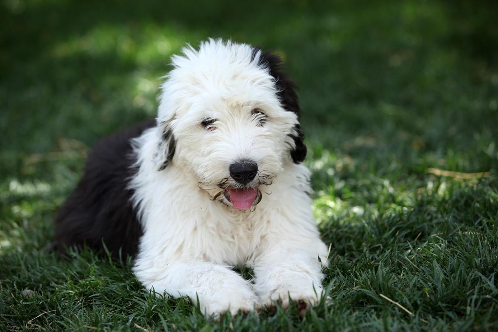 mascotas perros raza bobtail 3