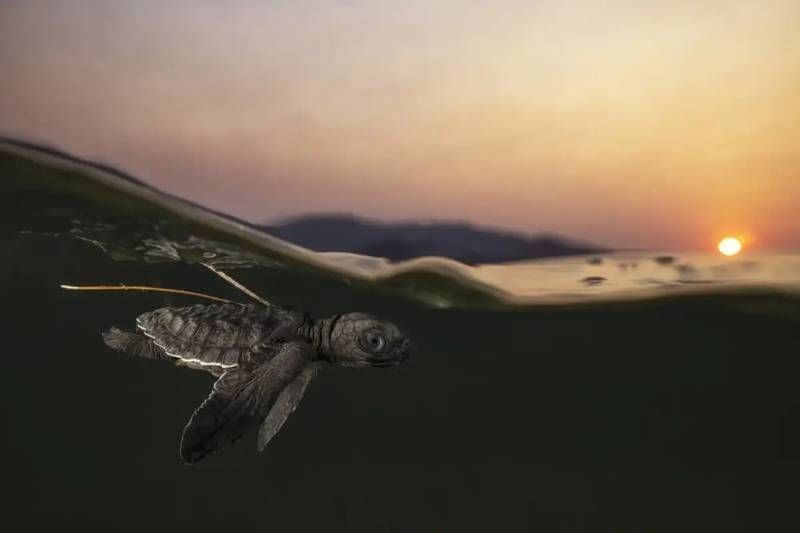 Primer viaje: World Nature Photographer AwardsWorld Nature Photographer Awards