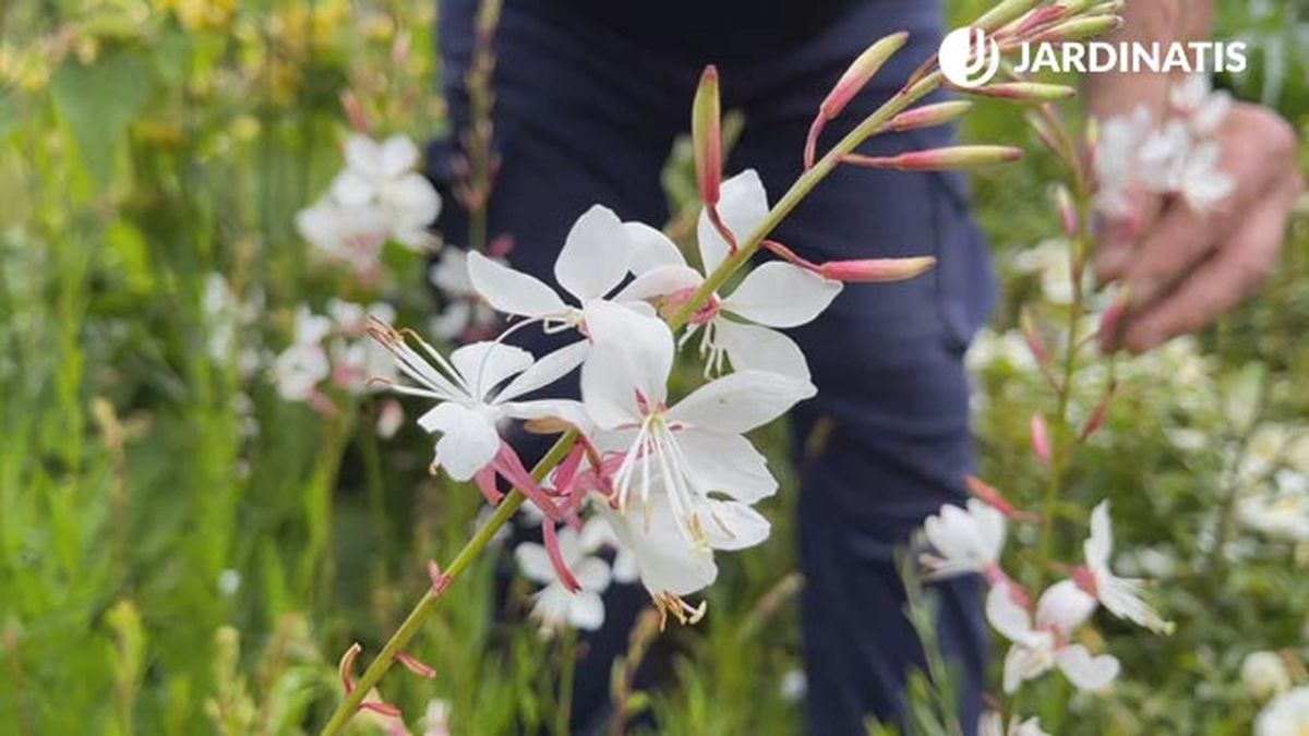 flores blancas y lilas para el jardin gaura lindheimeri