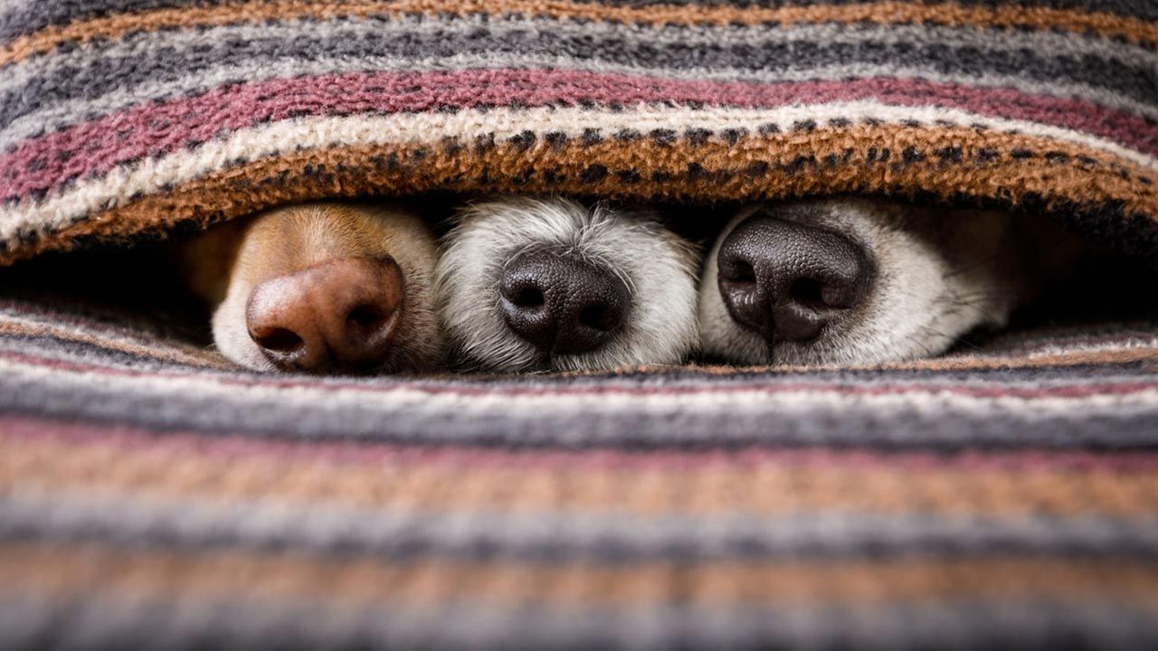 cosas que a tu perro no le gustan mascotas