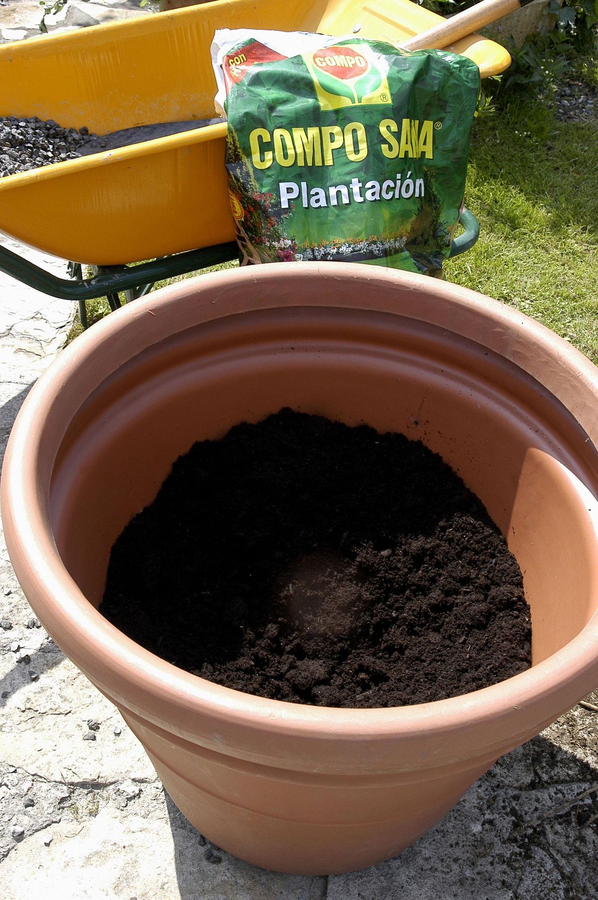 Trasplante de palmera en maceta paso 3