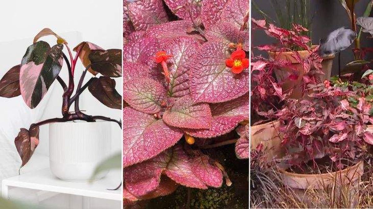 plantas rosas Philodendron Pink Princess Episcia strawberry mist Iresine herbestii