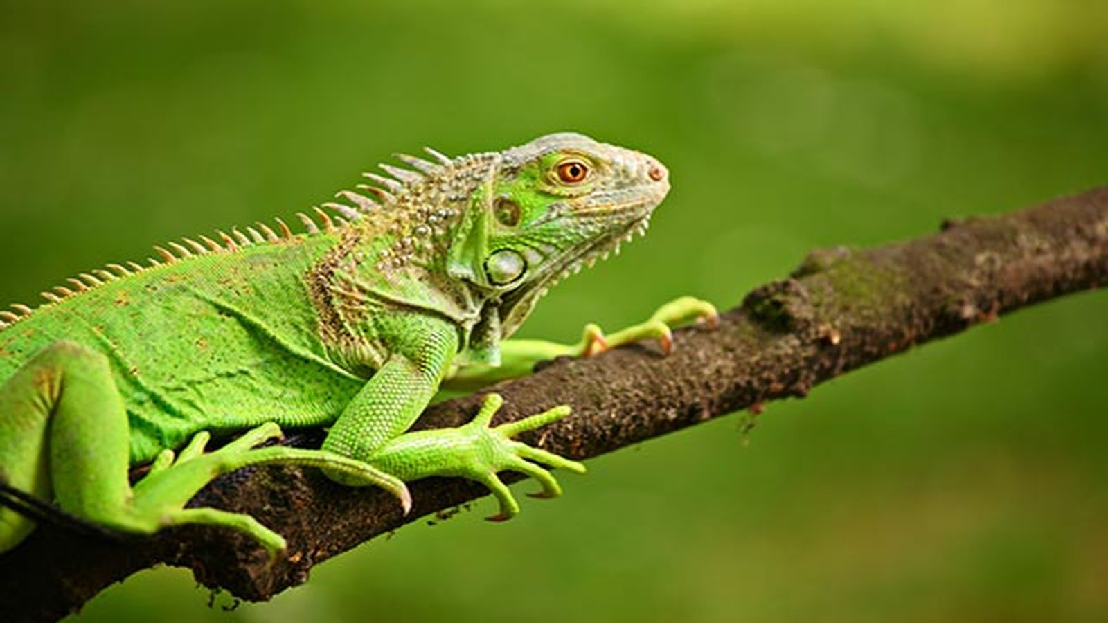iguana