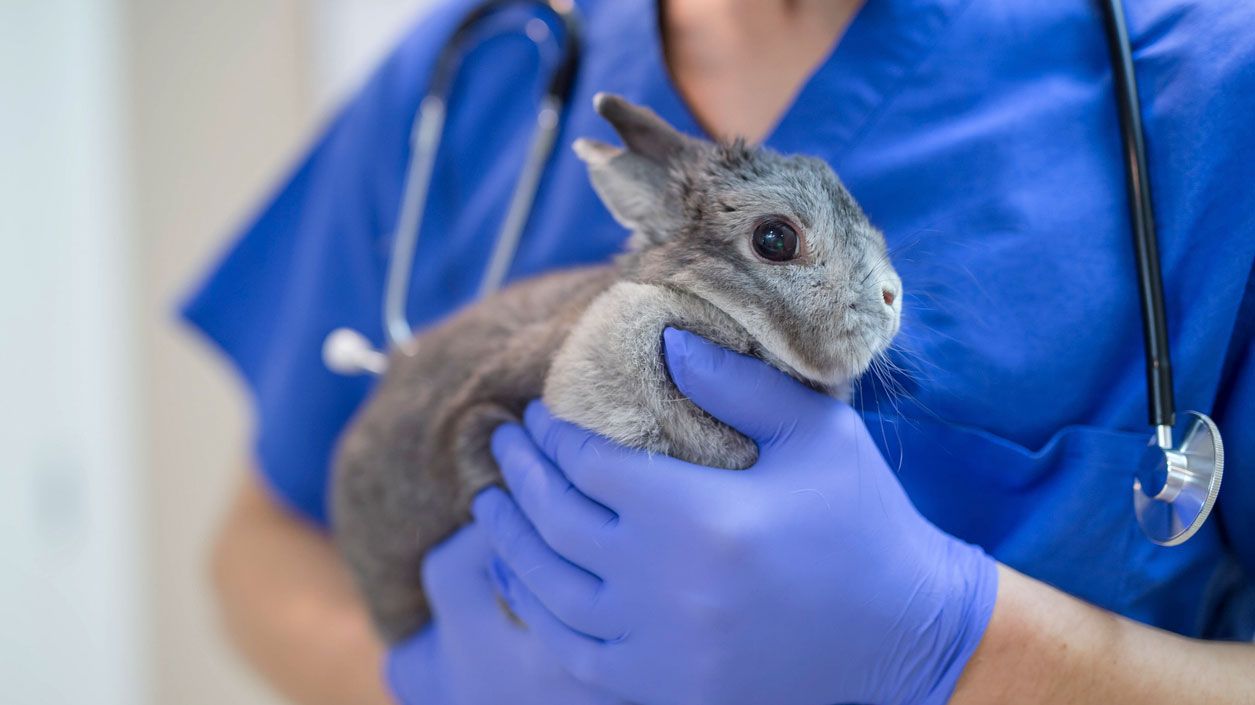 conejo veterinario