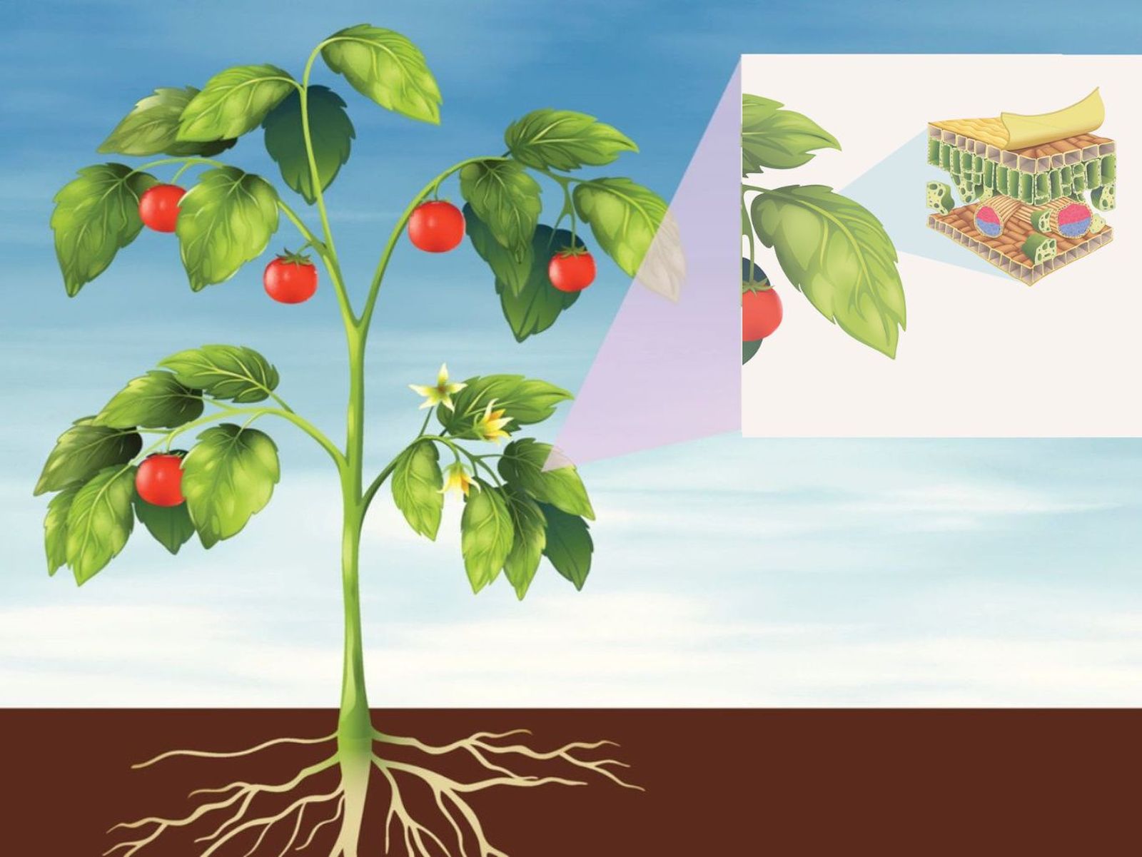 Cada parte de la planta cumple un rol en el ciclo de vida vegetal.