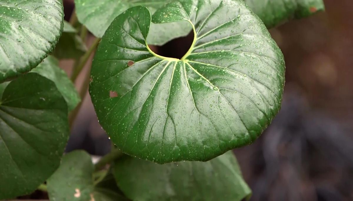 973 boina de vasco hojas