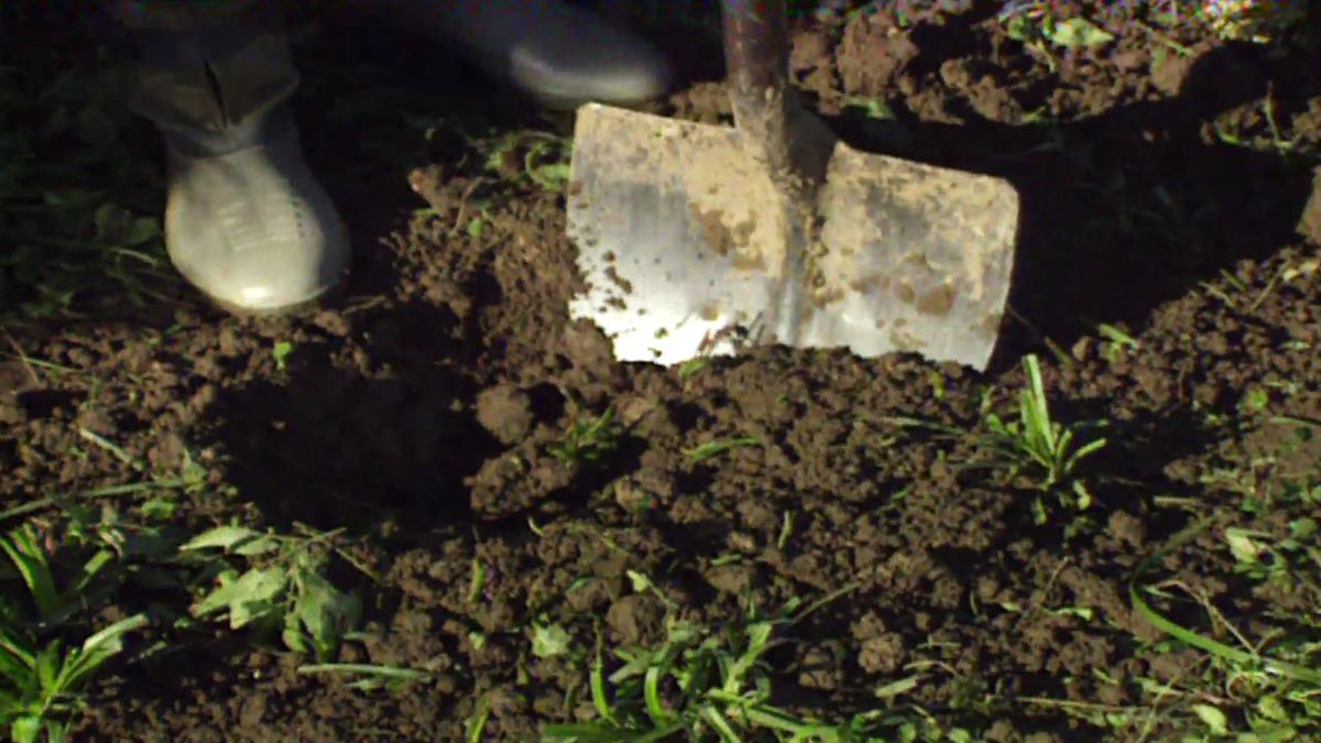 brico 017 replantar arbol de navidad