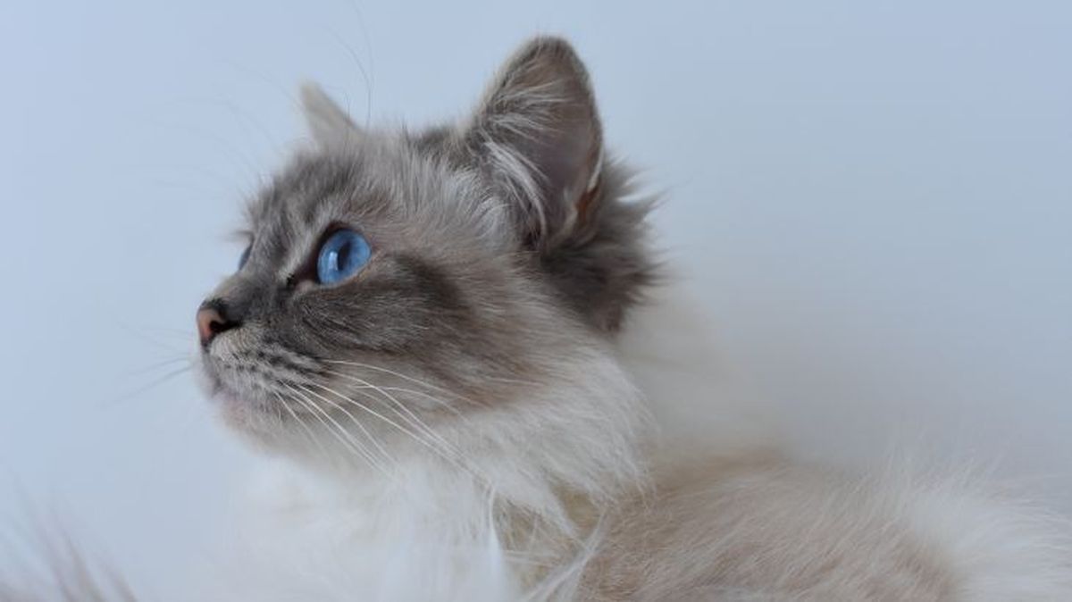 que significa sonar con un gato 2