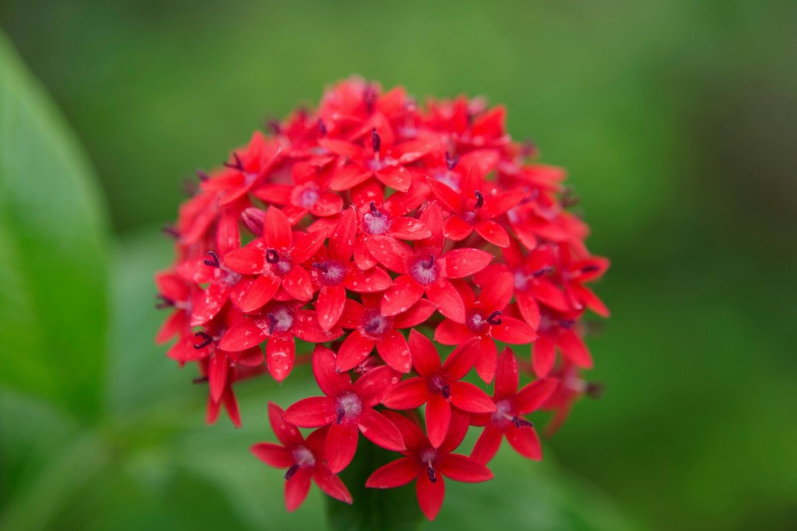 Pentas lanceolata de flor roja