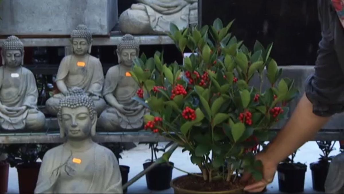 deco 413 Plantar Skimmia Japonica paso 1