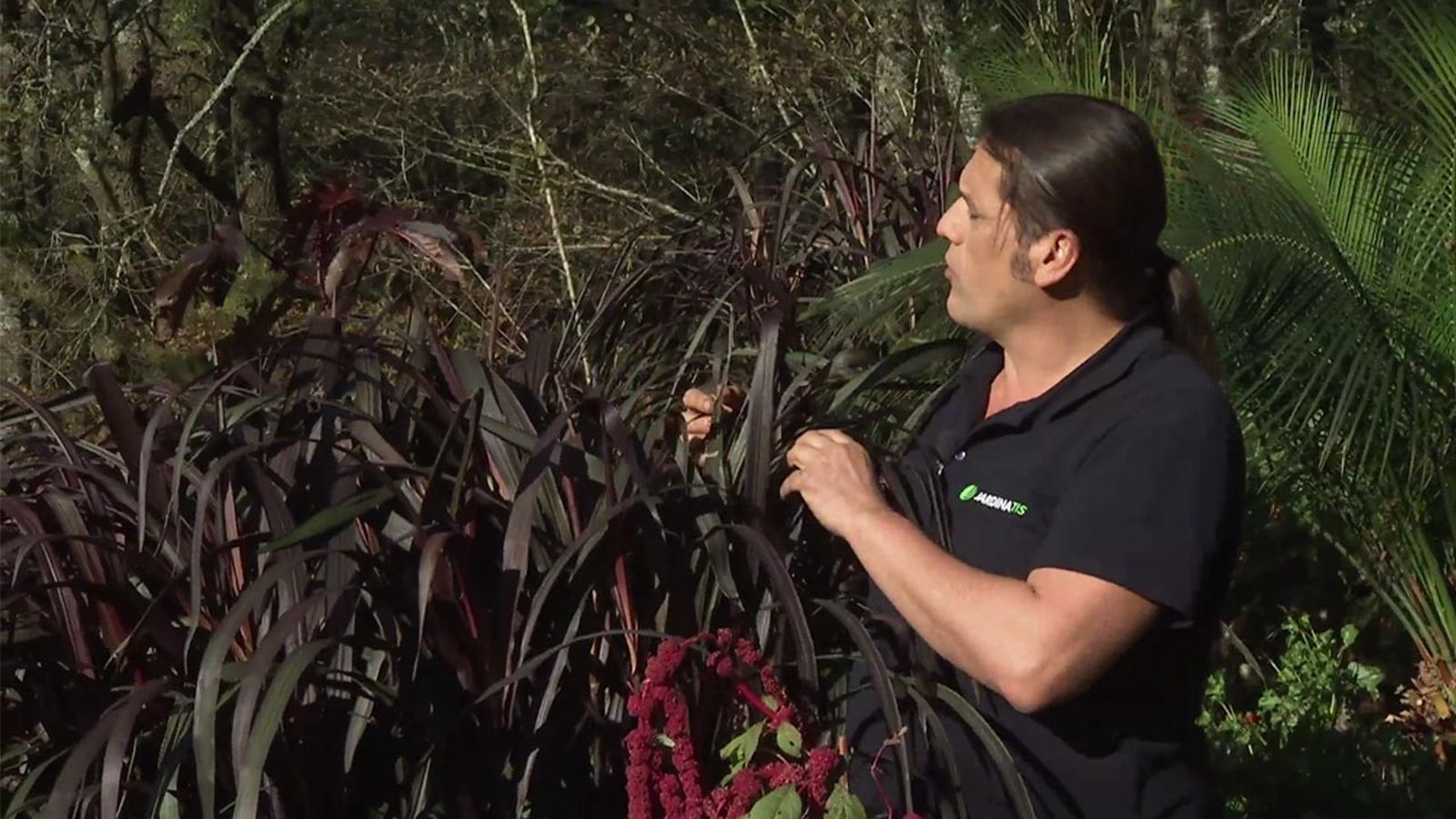 deco 756 jardin Pennisetum purpureum first knight caracteristicas cuidados xl