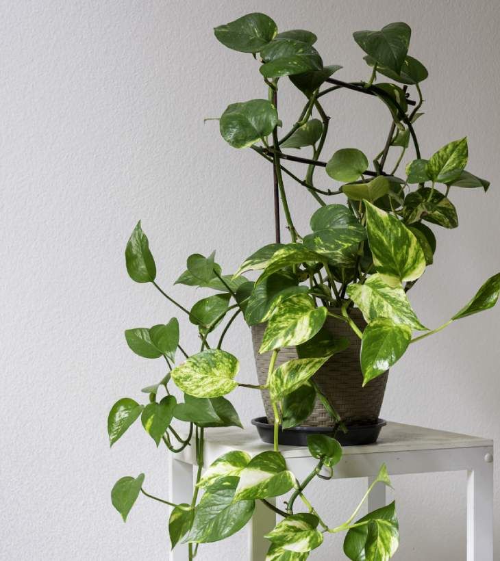 Planta poto