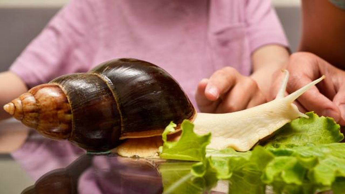 caracol gigante africano especie exotica invasora prohibida como mascota