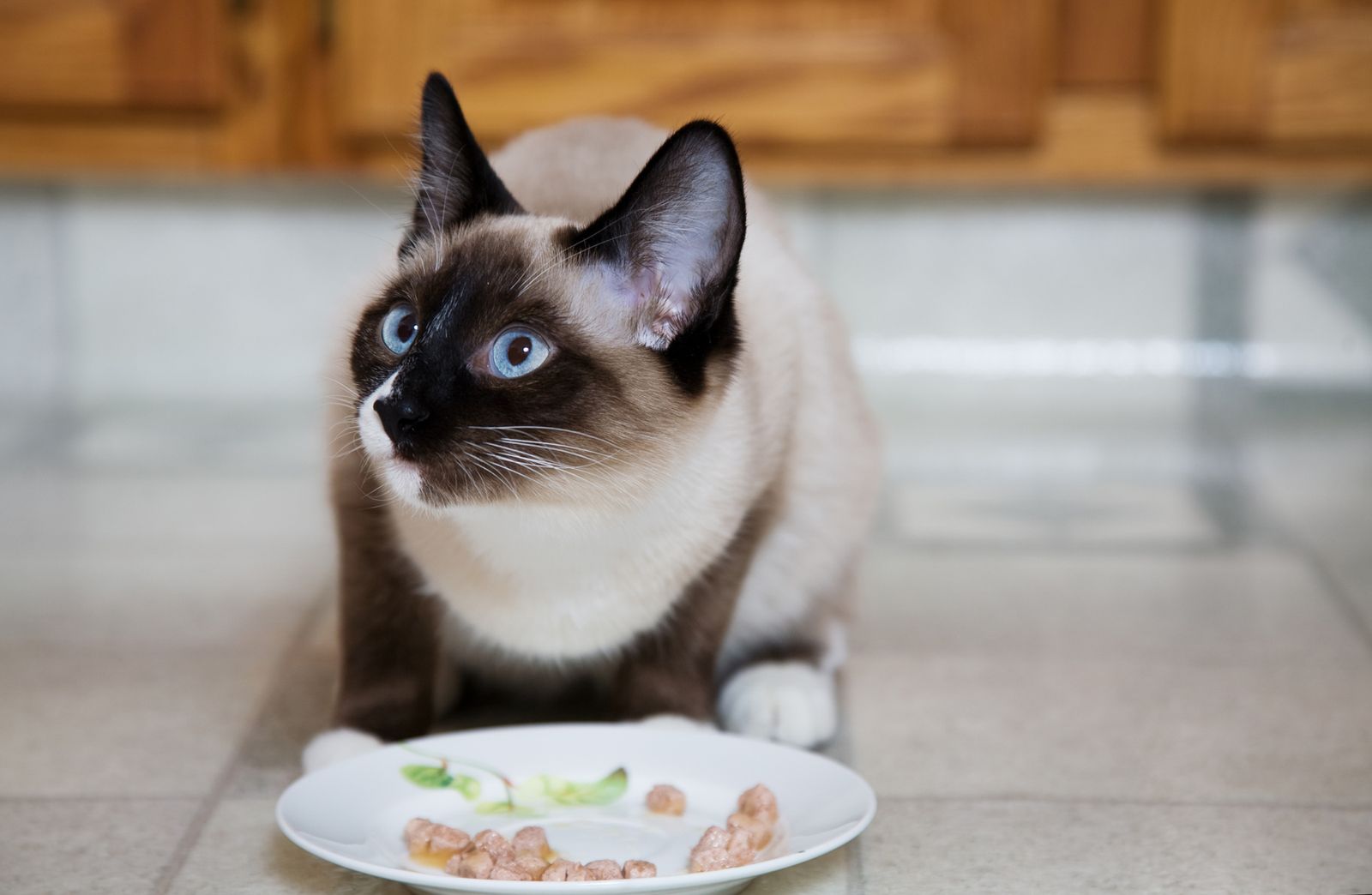 alimentacion para gatos de digestion sensible xl