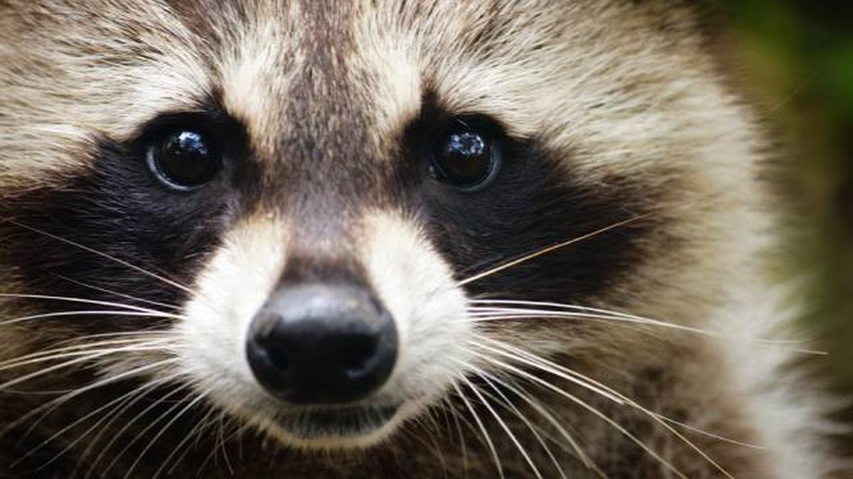 especies exoticas invasoras espana mapaches