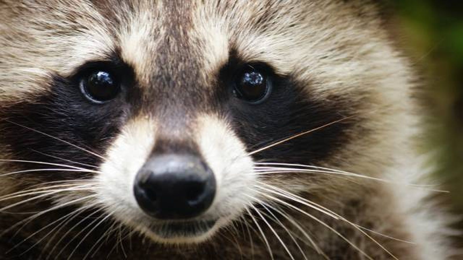 especies exoticas invasoras espana mapaches